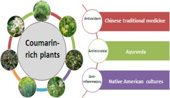 Coumarins in traditional medicine: Bridging ancient wisdom and scientific progress