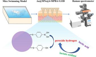 A SERS-active microneedle array for rapid and minimally invasive lactic acid detection