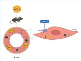 Antagonism of the complement receptor reduces oxidative stress and matrix metalloproteinase (MMP)-2 activity in the aortas of mice with angiotensin-II-induced hypertension