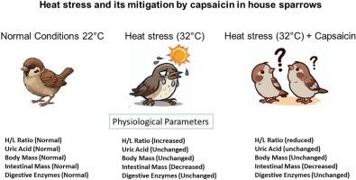 Impacts of heat stress and its mitigation by capsaicin in health status and digestive enzymes in house sparrows (Passer domesticus)