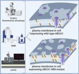 ABCA1 modifies plasma membrane organization of living cells