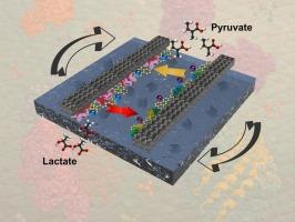 Wearable self-powered electrochemical sensor with MXene/PU composite and advanced electrodes for non-invasive lactate detection during physical activity