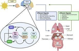 The molecular circadian clock: From fundamental mechanisms to therapeutic promise in neurological disorders