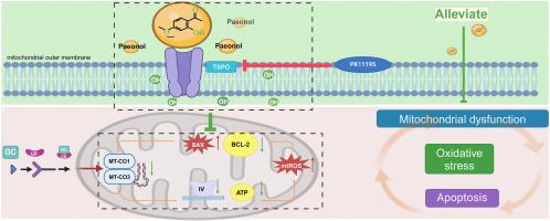 The effect of TSPO transmembrane transport-mediated paeonol mitochondrial antioxidant on dexamethasone-induced mitochondrial abnormalities, oxidative stress damage, and apoptosis in SV40-MES-13 cells