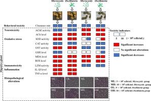 Biological effects of planktonic Microcystis and benthic Oscillatoria on macro-benthic animals