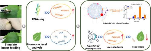 Defence induction and identification of key genes associated with Lymantria dispar oral secretions in Populus davidiana × P. bolleana on the basis of transcriptome and hormone levels