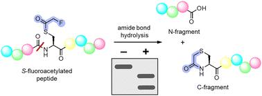 Backbone cleavage of peptides and proteins via cysteine S-fluoroacetylation†