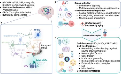 Neural Stem Cell-Derived Extracellular Vesicles for Advanced Neural Repair