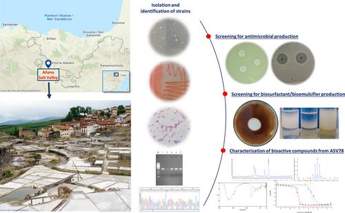 Isolation of Halophilic and Halotolerant Bacterial Strains, Screening for Bioactive Compounds and Characterisation of Metabolites Produced by Pseudoalteromonas sp. ASV78