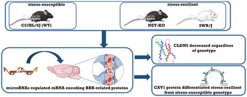 Differential Regulation of Proteins Related to the Blood–Brain Barrier in Stress-Resilient and Stress-Susceptible Mice