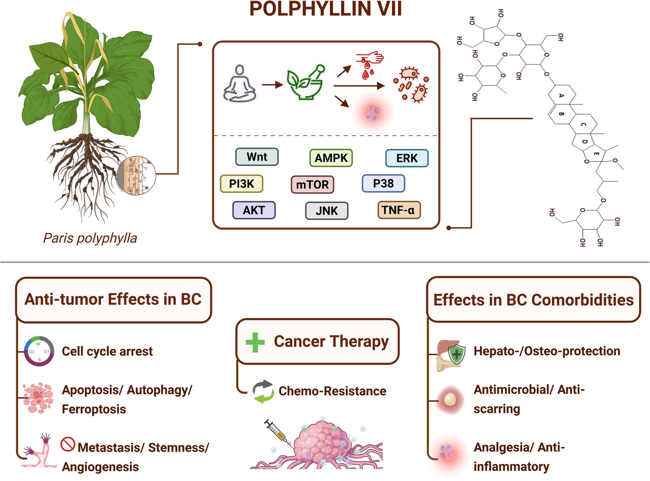 Structure-Driven Mechanisms and Synergistic Approaches of Polyphyllin VII in Breast Cancer Therapy