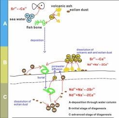 Sources and enrichment processes of rare earth elements and yttrium in fish bones from deep-sea sediments: A study from the Wake Seamounts area in the western North Pacific Ocean