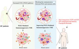 Breaking immune evasion in breast cancer by targeting COX-2/PGE2 pathway