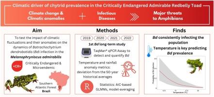 Climatic driver of chytrid prevalence in the Critically Endangered Admirable Redbelly Toad