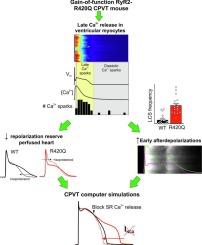 Compromised repolarization reserve in a murine model of catecholaminergic polymorphic ventricular tachycardia caused by RyR2-R420Q mutation