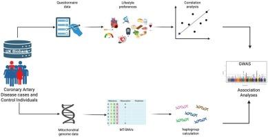 Comprehensive analysis of the mitochondrial DNA variants using multivariate covariate and multiple-testing models to enhance reliability reveals potential associations with coronary artery disease traits and dietary preferences