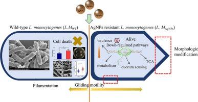 Silver nanoparticles resistance in Listeria monocytogenes: morphologic, virulence and cellular response