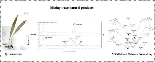Mining of trace natural products from Pyrrosia calvata with feature-based molecular network strategy