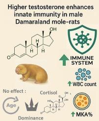 Short communication: Elevated testosterone correlates with enhanced innate immune function in a cooperatively breeding rodent