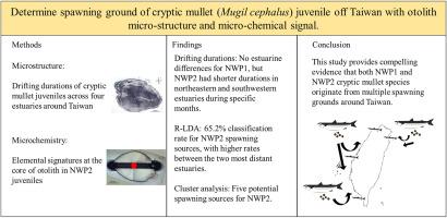 Determining spawning ground of cryptic mullet (Mugil cephalus) juvenile off Taiwan with otolith micro-structure and micro-chemical signal