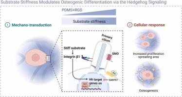 Substrate stiffness modulates osteogenic differentiation of BMMSCs via the hedgehog signaling pathway