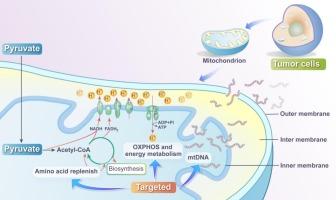 Targeted mitochondrial metabolism for anti-tumor therapy