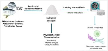 Collagen from skipjack tuna skin waste enhances cellular proliferative activity, vascularization potential and anti-inflammatory properties of nanofibrous and hydrogel scaffolds†