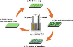 Effect of various parameters on the morphology of anodic WO3 nanostructure: transition from nanoflowers to nanosheets