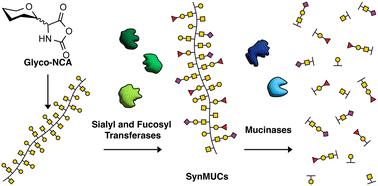 Chemoenzymatic synthesis of sialylated and fucosylated mucin analogs reveals glycan-dependent effects on protein conformation and degradation†