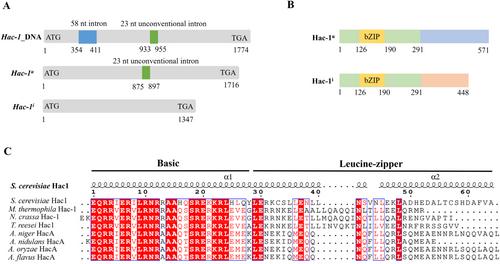 Dual Role of MtHAC-1 in Regulating Cellulase and Xylanase Production in Myceliophthora thermophila