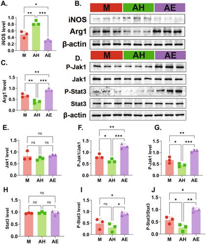 Gut Microbiota-Derived Acetate Ameliorates Endometriosis via JAK1/STAT3-Mediated M1 Macrophage Polarisation