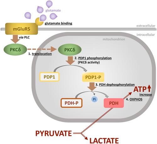 MGlu5 Dependent Mitochondrial Translocation of PKCδ: A Mechanism Raising Astrocytic Oxidative Metabolism in Response to Extracellular Glutamate