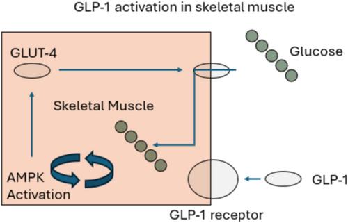 The Potential of SARMs and Antimyostatin Agents in Addressing Lean Body Mass Loss From GLP-1 Agonists: A Literature Review