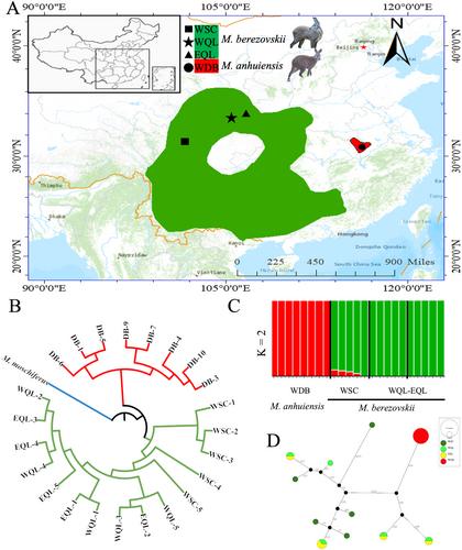 Population Genomic Analysis Provides Insights Into the Evolution and Conservation of Two Critically Endangered Musk Deer Species