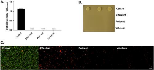 Evaluating the Antimicrobial Properties of Different Dental Cleaning Tablets Against S. aureus Grown on Two Denture Base Materials