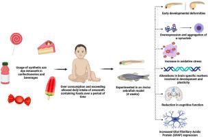 Synthetic azo dye amaranth disrupts neuronal plasticity causing alpha-synuclein aggregation and cognitive disability in an in vivo zebrafish model