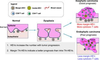Analysis of the distribution of HEV by immunohistochemistry using a mouse oral squamous cell carcinoma model