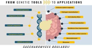 Genetic engineering of Saccharomyces boulardii: Tools, strategies and advances for enhanced probiotic and therapeutic applications