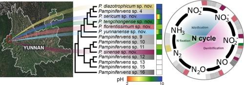 Nitrogen fixation in Pampinifervens, a new species-rich genus of Aquificaceae that inhabits a wide pH range in terrestrial hot springs