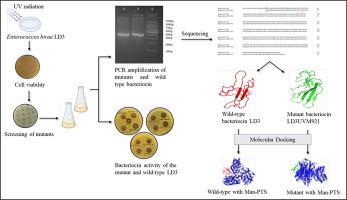 UV-induced mutagenesis enhances bacteriocin production in Enterococcus hirae LD3: Genetic and structural characterization