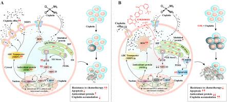 Targeting the PERK/NRF2 pathway: Enhancing cisplatin efficacy in resistant ovarian cancer cells via MRP1 and ROS modulation