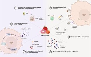 Dietary sugar intervention: A promising approach for cancer therapy
