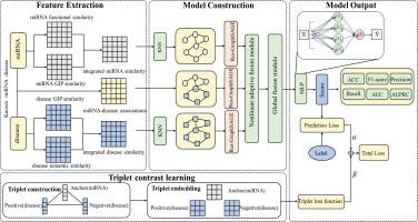 Human miRNA–disease Association Prediction Via Residual GraphSAGE With Nonlinear Adaptive Feature Fusion and Triplet Contrastive Learning