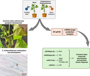 MicroRNAs regulate common bean (Phaseolus vulgaris L.) immunity during Colletotrichum lindemuthianum infection
