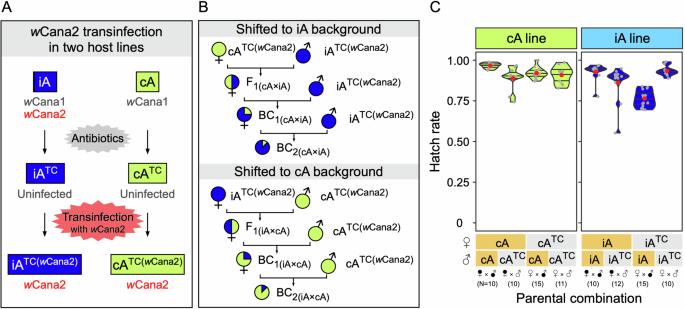 Both maternal and paternal genotypes modulate Wolbachia-induced cytoplasmic incompatibility in graham bean beetles