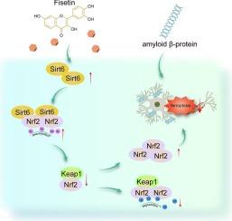 Fisetin alleviates Aβ-induced neuronal cell ferroptosis by regulating Sirt6-mediated deacetylation modification