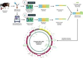 The complete mitochondrial genome assembly of Bali cattle (Bos javanicus) using Oxford nanopore long-read sequencing technology