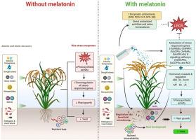 Melatonin as a multifaceted stress protector in rice: Mechanisms, synergies, and knowledge gaps