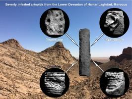 Lower Devonian crinoid pluricolumnals from Morocco are severely infested by sclerobionts: Evidence for a parasitic outbreak on the shelf of northern Gondwana