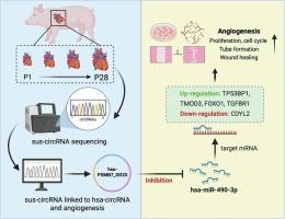 Identification of sus-PSMB7_0001 as a potential pro-angiogenic circular RNA in neonatal pig hearts